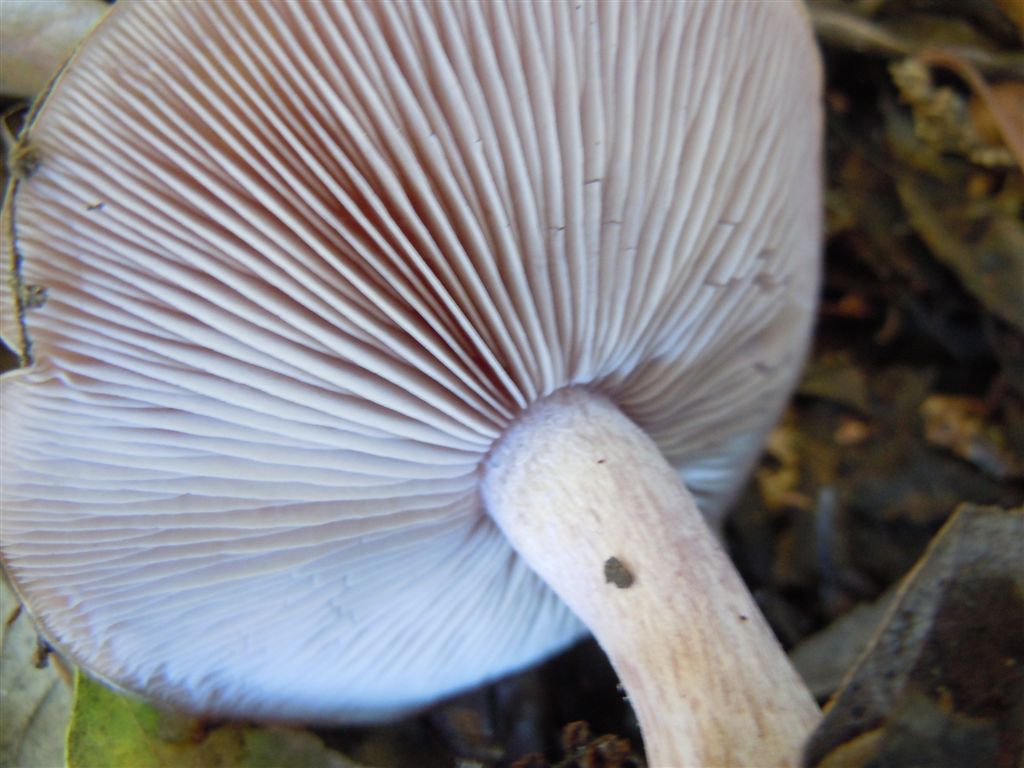 Funghi da Capodimonte